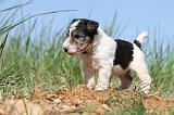 FOX TERRIER 385